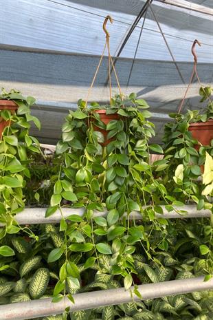 Askılı Ruj Çiçeği - Aeschynanthus