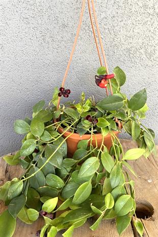 Askılı Ruj Çiçeği - Aeschynanthus