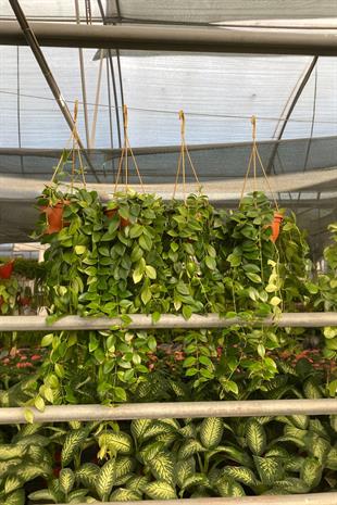 Askılı Ruj Çiçeği - Aeschynanthus