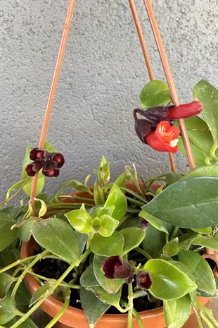 Askılı Ruj Çiçeği - Aeschynanthus