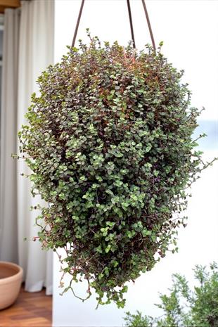 Askılı Arap Saçı-Callisia Repens Sarkan Bitki