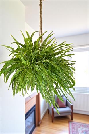 Askılı Fujer - Aşk Merdiveni Dev Boy Dolgun Formlu 