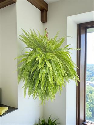 Askılı Fujer - Aşk Merdiveni Dev Boy XL Dolgun Formlu Panjur Bitkisi 