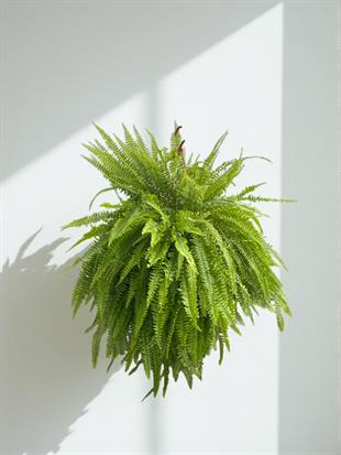 Askılı Fujer - Aşk Merdiveni Dev Boy XL Dolgun Formlu Panjur Bitkisi 