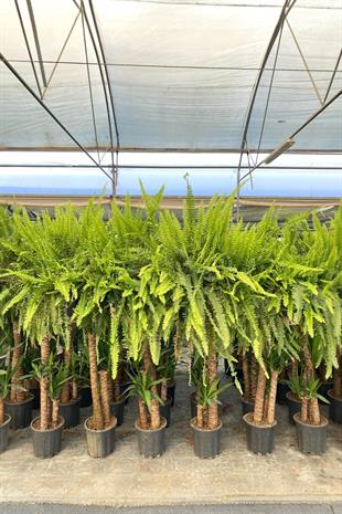 Askılı Fujer - Aşk Merdiveni Dev Boy Dolgun Formlu 