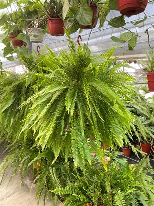 Askılı Fujer - Aşk Merdiveni Dev Boy XL Dolgun Formlu Panjur Bitkisi 