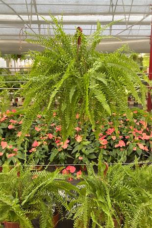 Askılı Fujer - Aşk Merdiveni Dev Boy Dolgun Formlu 