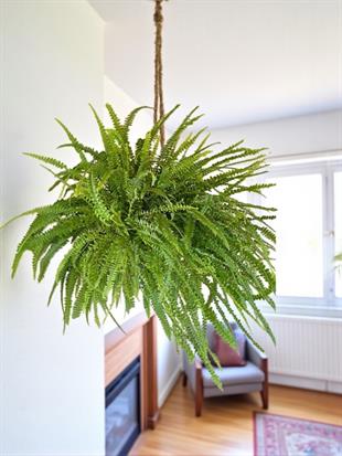 Askılı Fujer - Aşk Merdiveni Dev Boy Dolgun Formlu 