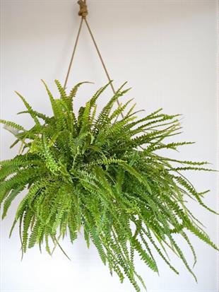 Askılı Fujer - Aşk Merdiveni Panjur Bitkisi