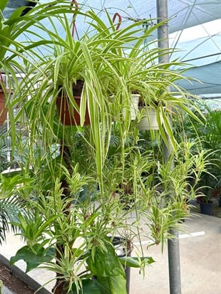 Askılı Kurdele Çiçeği - Oksijen Deposu 
