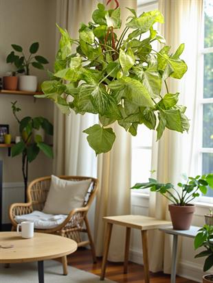 Askılı Melek Kanadı (Syngonium Podophyllum) – Dolgun Formlu & Sarkıcı Özel Tür