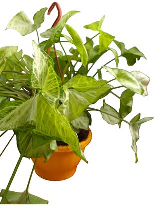 Askılı Melek Kanadı (Syngonium Podophyllum) – Dolgun Formlu & Sarkıcı Özel Tür