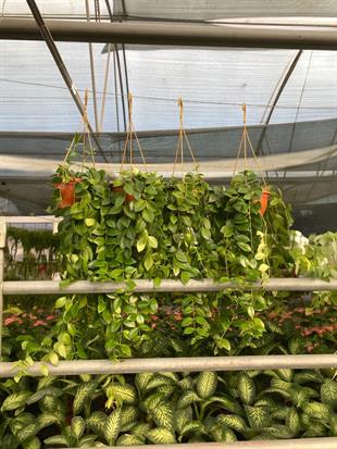 Askılı Ruj Çiçeği - Aeschynanthus