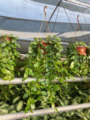 Askılı Ruj Çiçeği - Aeschynanthus