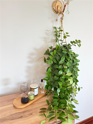 Askılı Ruj Çiçeği - Aeschynanthus