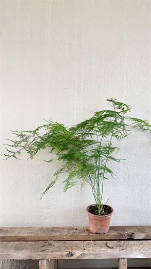 Asparagus Tül Kuşkonmaz (Asparagus Setaceus) 40 cm 