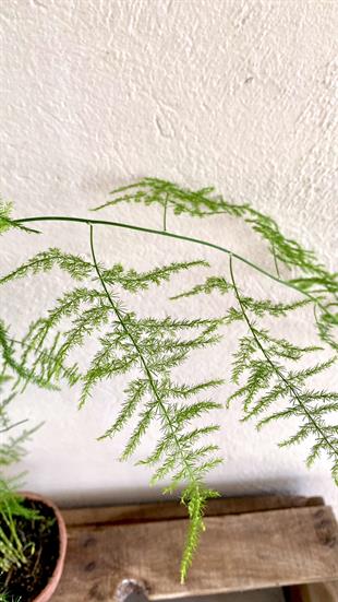 Asparagus Tül Kuşkonmaz (Asparagus Setaceus) 40 cm 