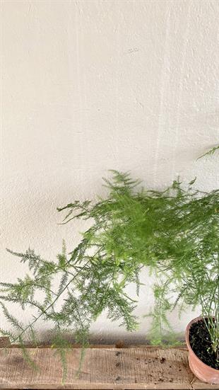 Asparagus Tül Kuşkonmaz (Asparagus Setaceus) 40 cm 