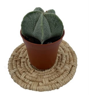 Astrophytum Myriostigma Özel Tür Kaktüs