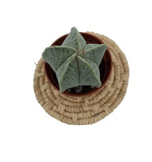 Astrophytum Myriostigma Özel Tür Kaktüs