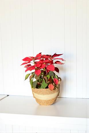 Atatürk Çiçeği Ponsetya - Poinsettia 