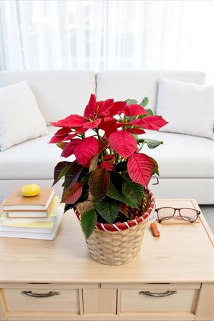 Atatürk Çiçeği Ponsetya - Poinsettia 