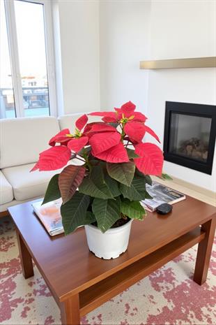 Atatürk Çiçeği Ponsetya - Poinsettia 