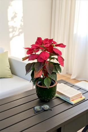 Atatürk Çiçeği Ponsetya - Poinsettia 
