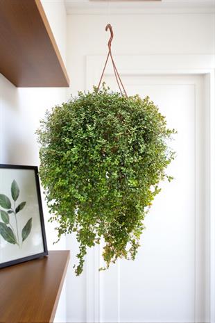 Avusturya Sarmaşığı-Muehlenbeckia Complexa Askılı Sarkan Bitki