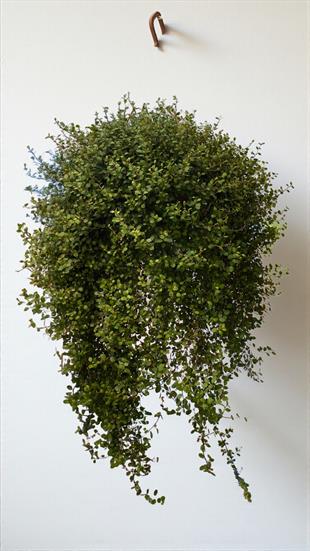 Avusturya Sarmaşığı-Muehlenbeckia Complexa Askılı Sarkan Bitki