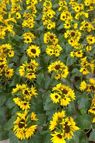 Ay Çiçeği - Günebakan Çiçeği İthal Helianthus