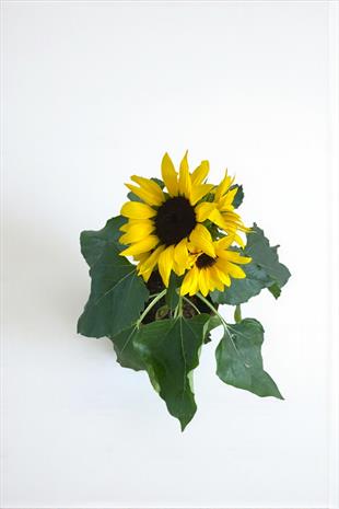 Ay Çiçeği - Günebakan Çiçeği İthal Helianthus