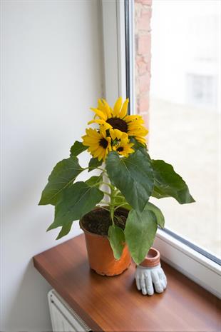 Ay Çiçeği - Günebakan Çiçeği İthal Helianthus