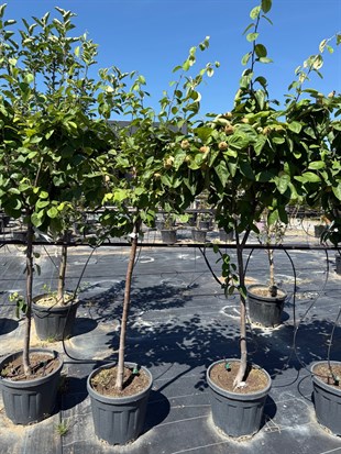 Ayva Ağacı (Cydonia Oblonga) 150-200 cm – Bahçenizin Altın Meyvesi 🌳
