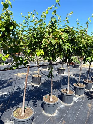 Ayva Ağacı (Cydonia Oblonga) 150-200 cm – Bahçenizin Altın Meyvesi 🌳