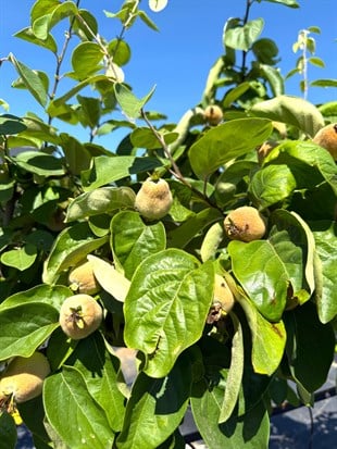 Ayva Ağacı (Cydonia Oblonga) 150-200 cm – Bahçenizin Altın Meyvesi 🌳
