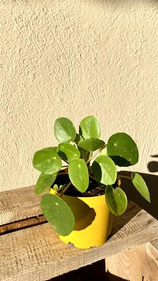 Baby Pilea Peperomioides Çap 10.5 