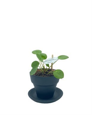 Baby Pilea Peperomioides Çap 10.5 