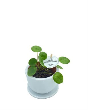 Baby Pilea Peperomioides Çap 10.5 