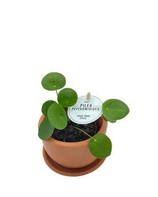 Baby Pilea Peperomioides Çap 10.5 