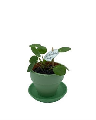 Baby Pilea Peperomioides Çap 10.5 