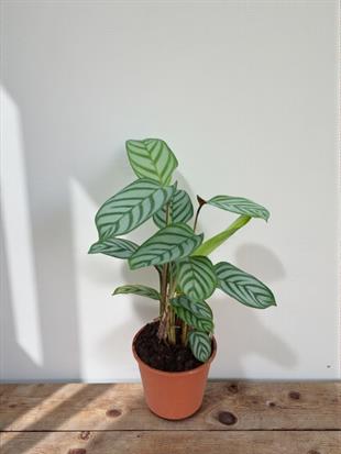 Balık Kılçığı Dua Çiçeği – Ctenanthe Burle Marxii 40 - 50 Cm