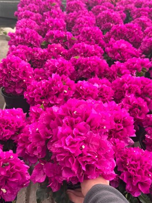 Begonvil Çiçeği Mor Renk Bodur