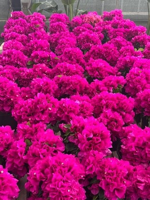 Begonvil Çiçeği Mor Renk Bodur