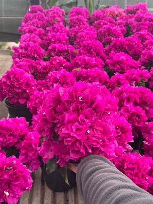 Begonvil Çiçeği Mor Renk Bodur