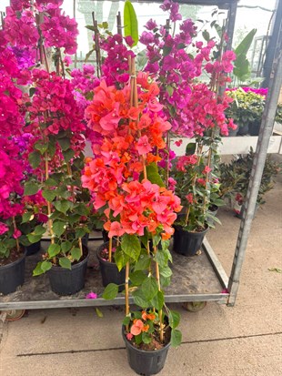 Begonvil Çiçeği Rengarenk Balkon ve Bahçe XL Dolgun Form