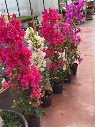 Begonvil Çiçeği Rengarenk Balkon ve Bahçe XL Dolgun Form