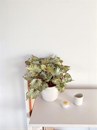 Begonya (Begonia) Rex Asian İthal Yaprak Güzeli 