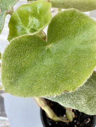 Begonya (Begonia) Venosa 