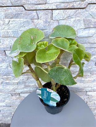 Begonya (Begonia) Venosa 